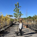 Platan javorolistý (Platanus acerifolia) - výška 320-350 cm, obvod kmeňa 8/10 cm, kont. C18L